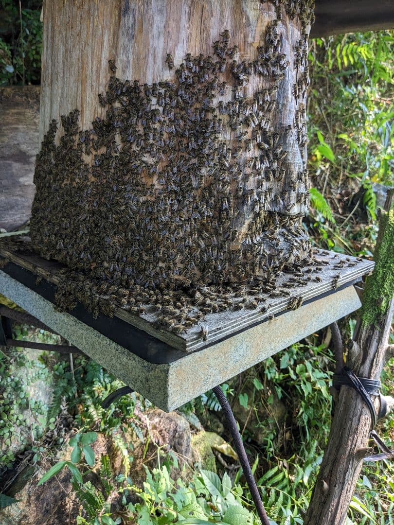 日本ミツバチ 蜂蜜 令和7年度 採れたて 1200g×2 たれ蜜 非加熱　百花蜜