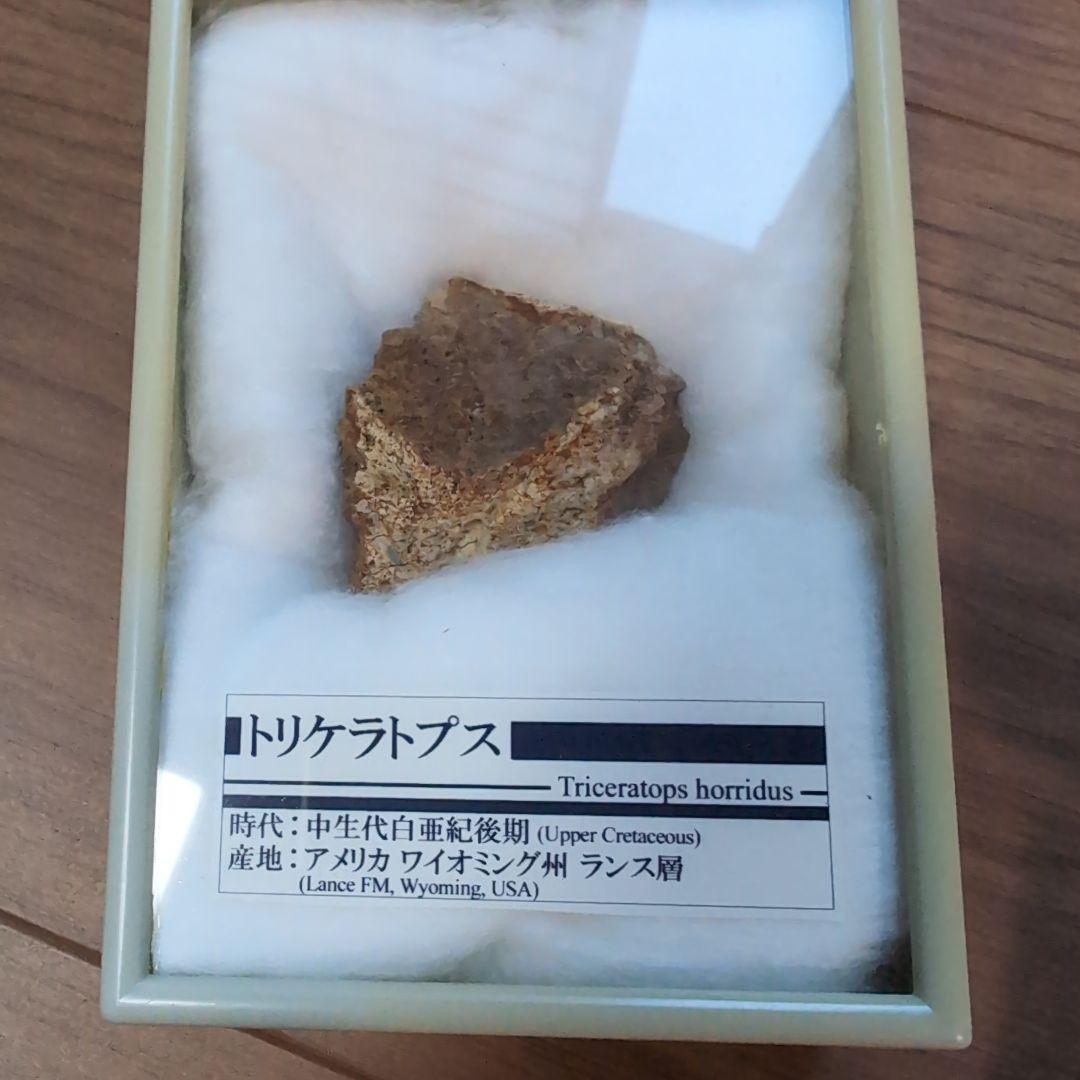本物　トリケラトプス　フリル化石　ラベルケース付き