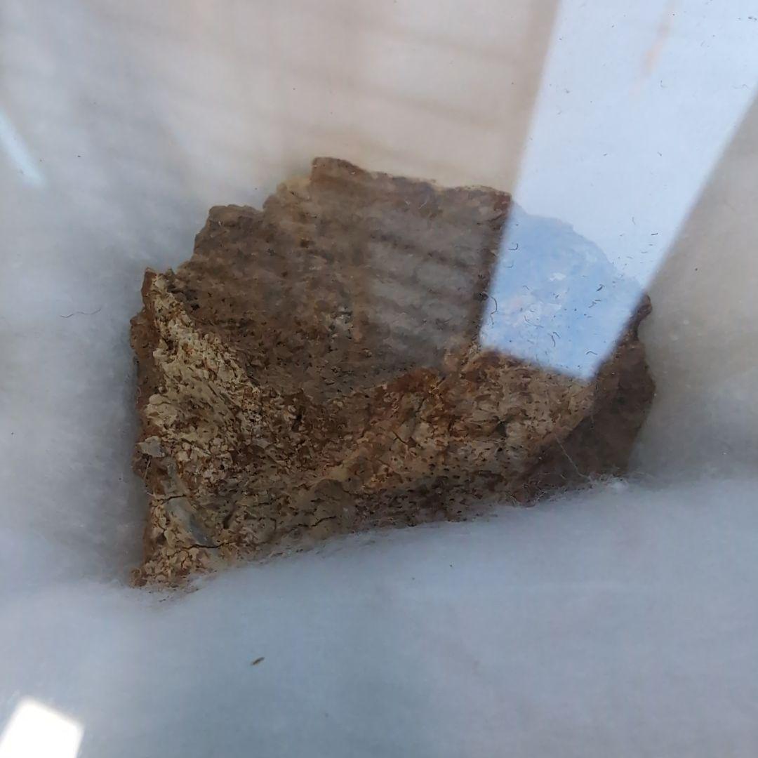 本物　トリケラトプス　フリル化石　ラベルケース付き