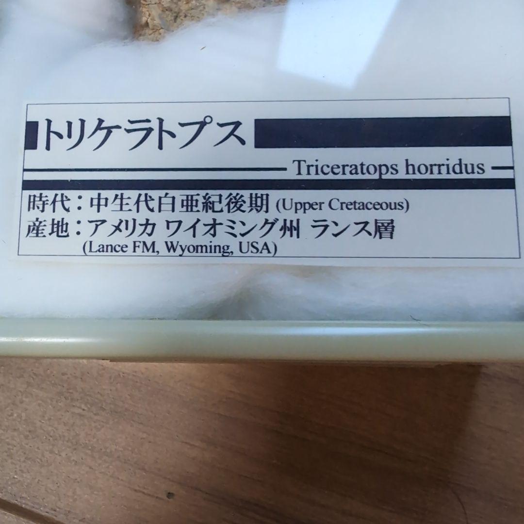 本物　トリケラトプス　フリル化石　ラベルケース付き
