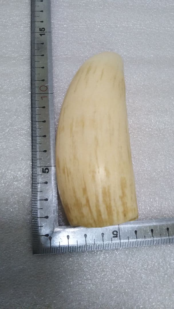 (値下げ)鯨歯　工芸素材　美品オブジェ