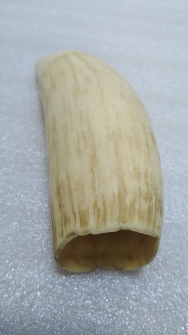 (値下げ)鯨歯　工芸素材　美品オブジェ