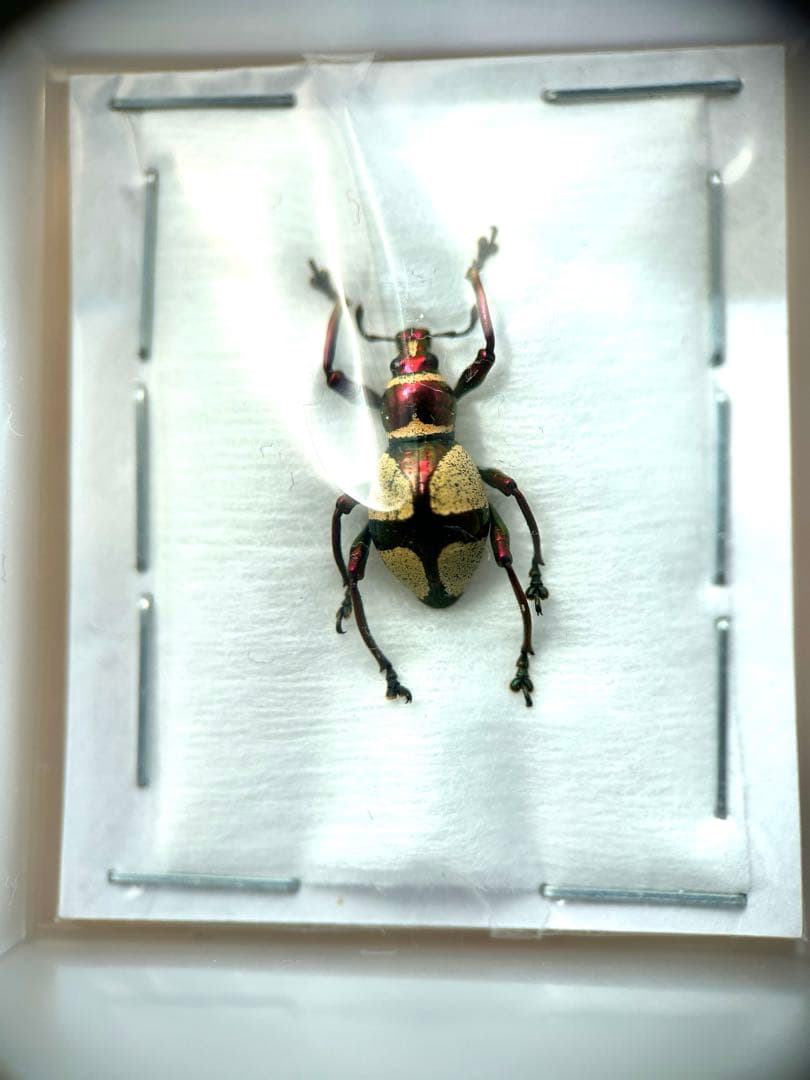 09153 美麗標本　カタゾウムシ