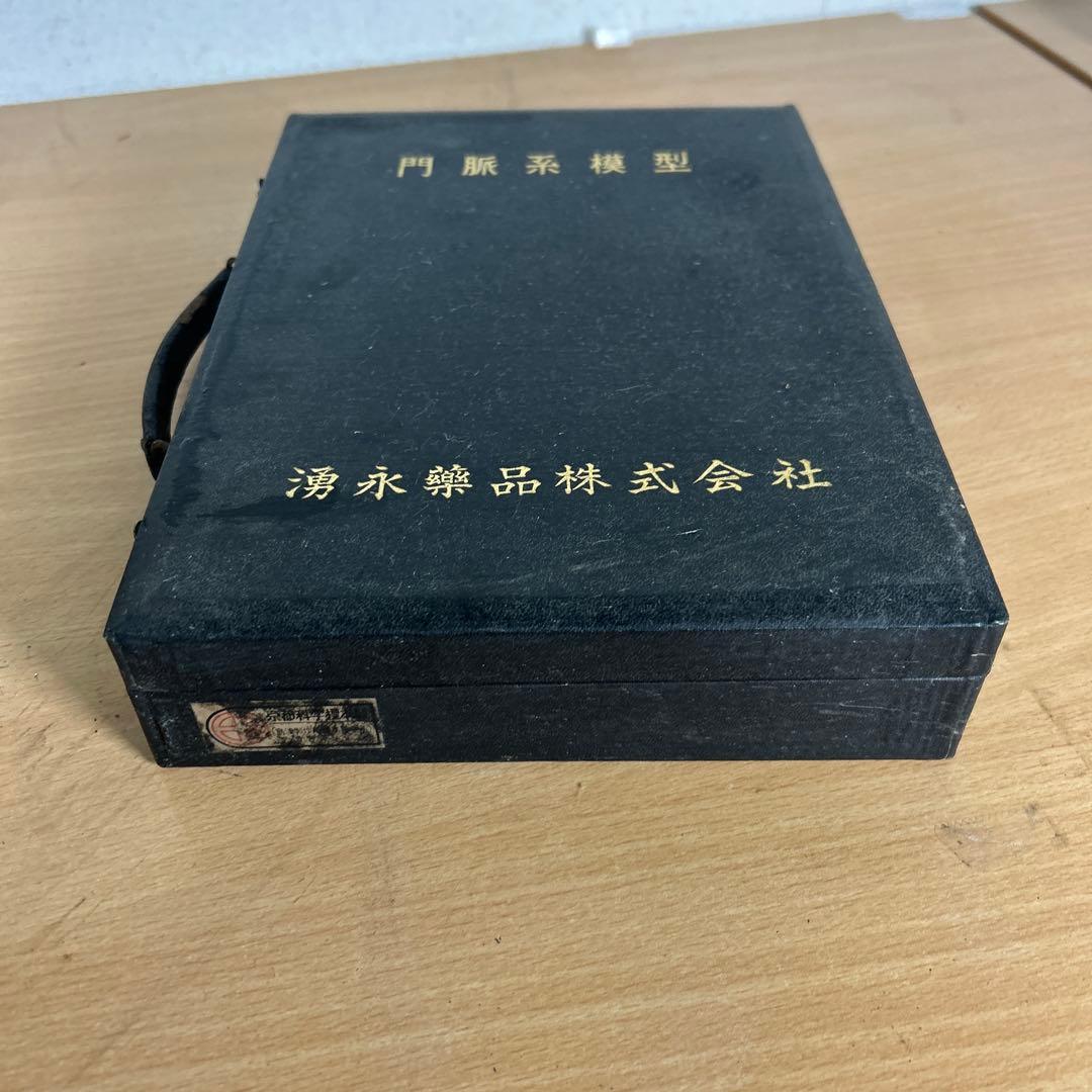 超レア　門脈系模型