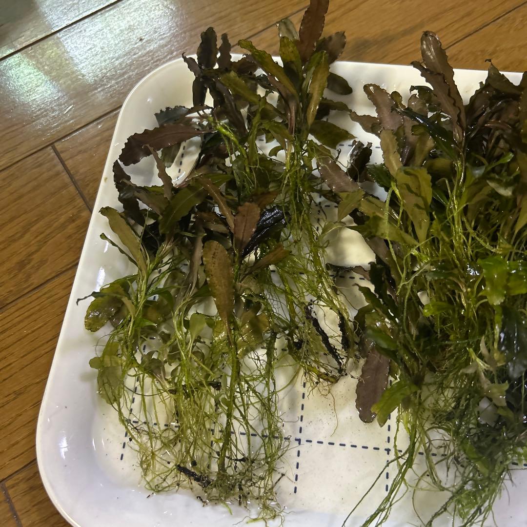 ブセファランドラ