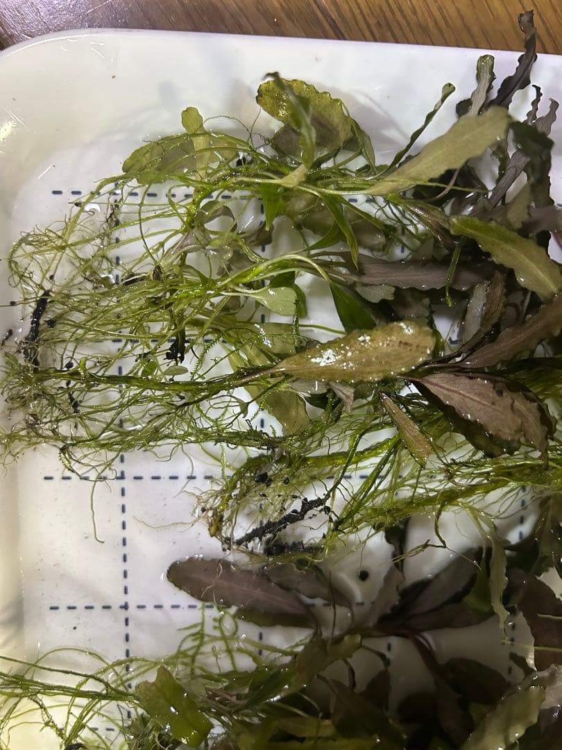 ブセファランドラ