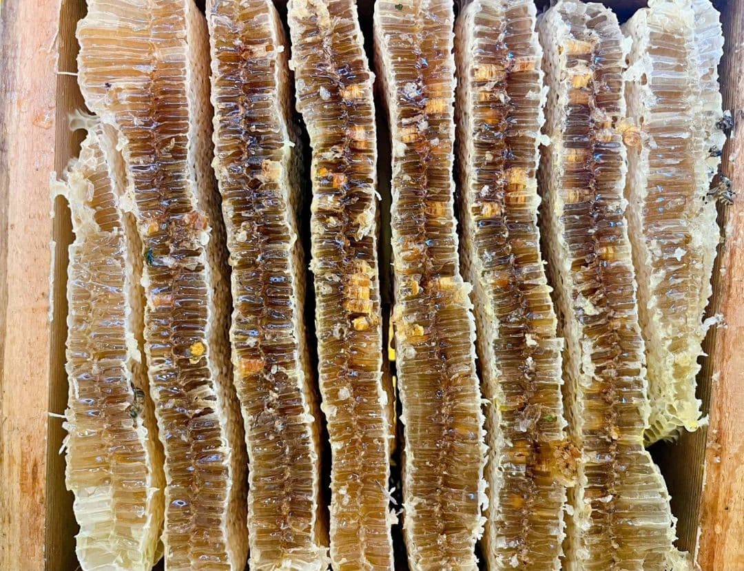 熟成1・2年　日本蜜蜂はちみつ 1200g 4本セット