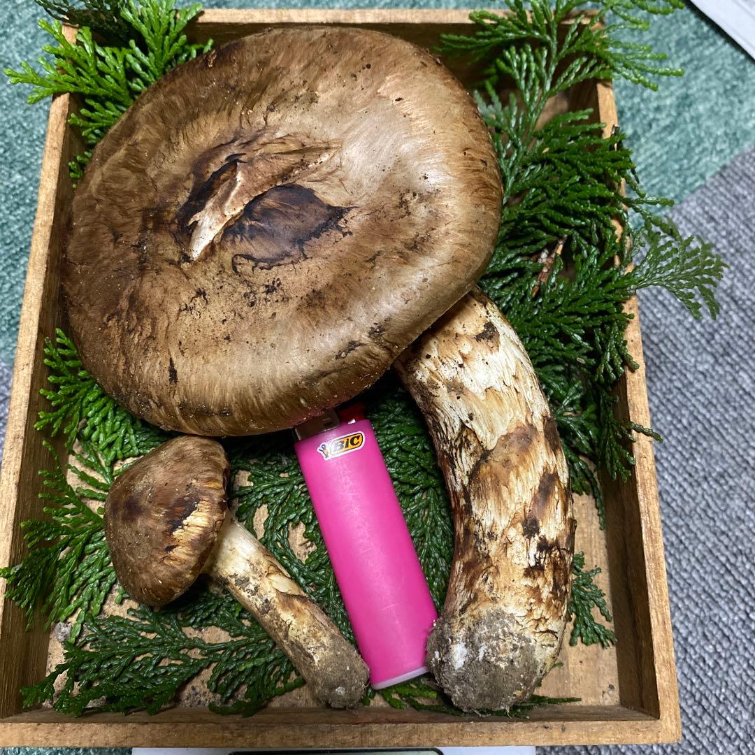南信州豊丘産 松茸 183ｇ