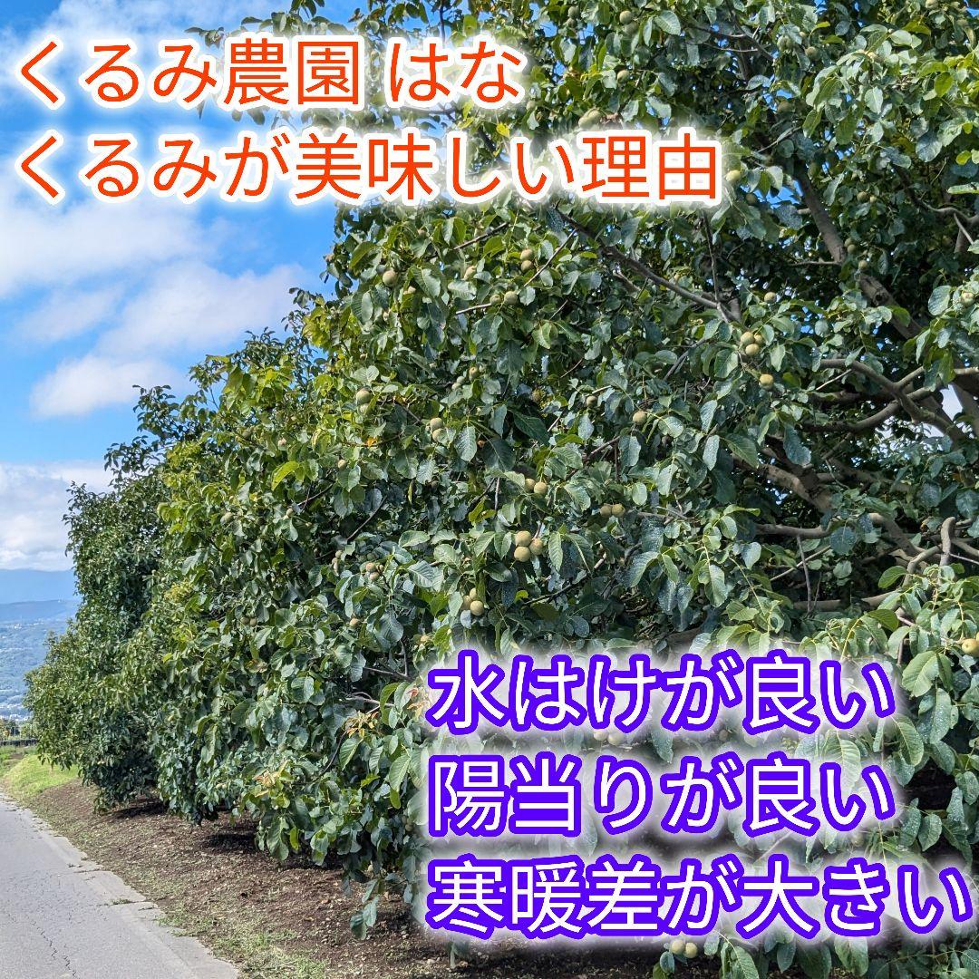 MARIKURI商品 25年 長野県 東御市 信濃くるみ サイズ小10kg