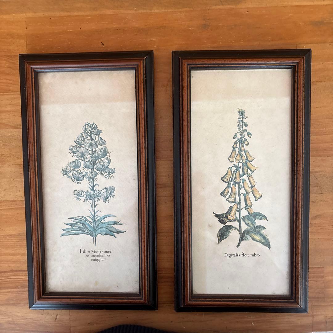 Lilium Montanum & Digitalis flower リトグラフ