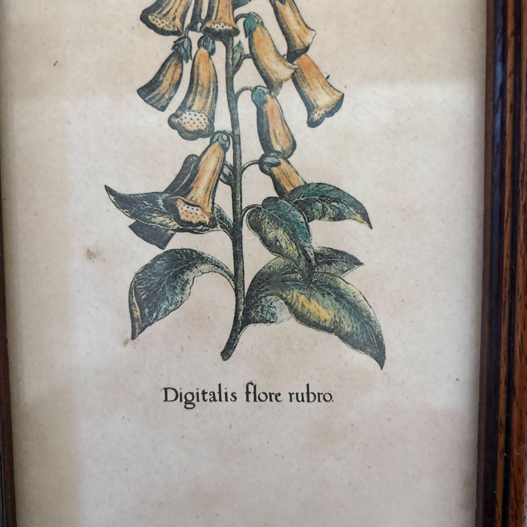 Lilium Montanum & Digitalis flower リトグラフ