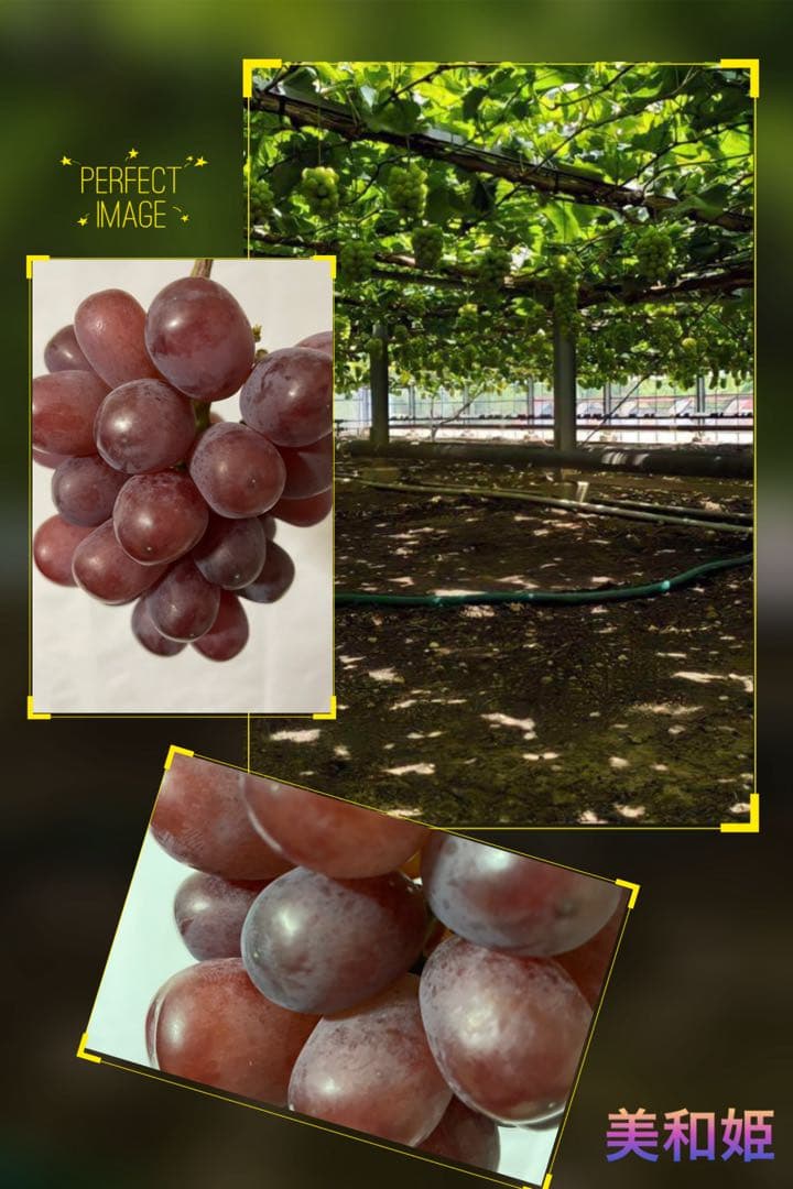 まねきさま セブン３房 美和姫2房 400と300 天恵1房特大