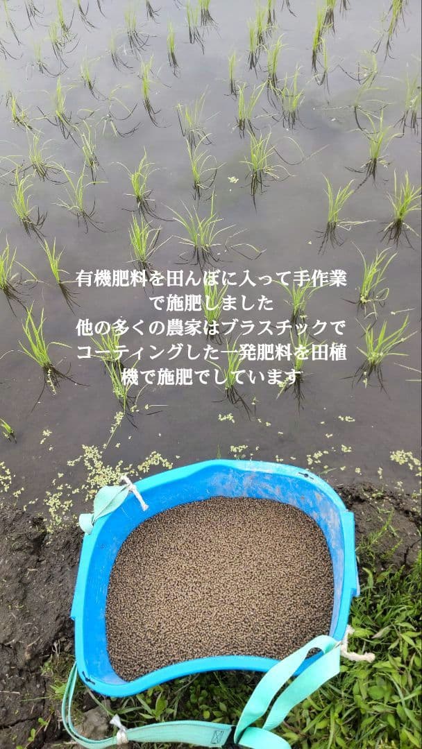 体に負担をかけない米づくり 玄米10kg ７年産コシヒカリ 特栽① 農薬等不使用