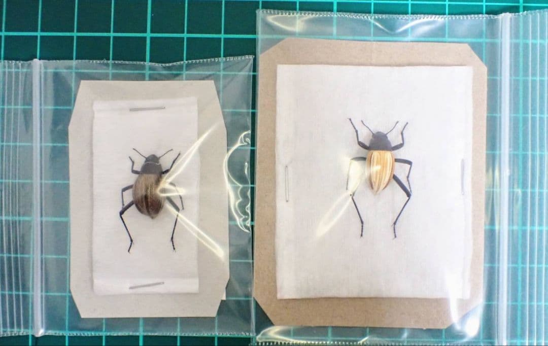 2頭　アンゴラ産キリアツメの仲間