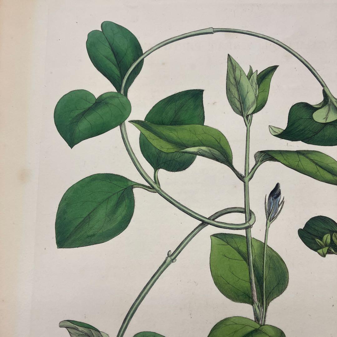 ボタニカルアート/ウィリアム・カーティス