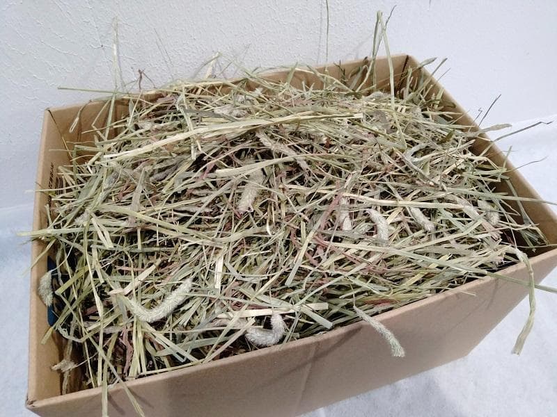 カナダ産 チモシー 50kg スーパープレミアム １番刈り