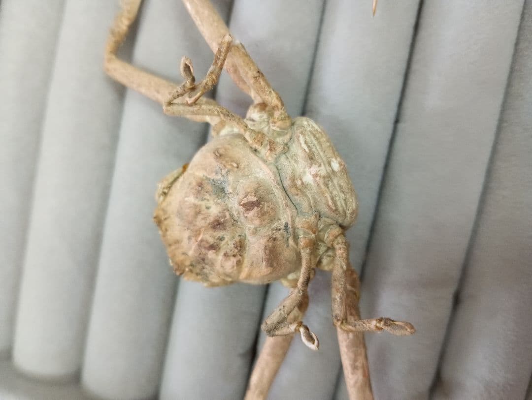 稀少レア平家怨霊瀬戸内海産人面蟹ペア源平合戦古戦場立体リアル標本ペア２点セット