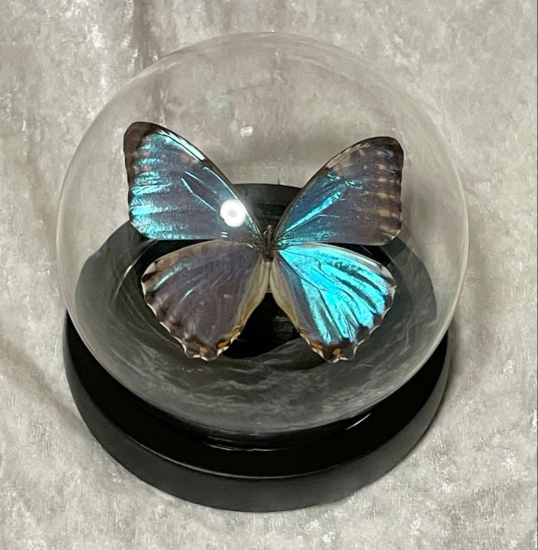 蝶 標本 モルフォ蝶 ポルティスモルフォ ガラスドーム アンティーク