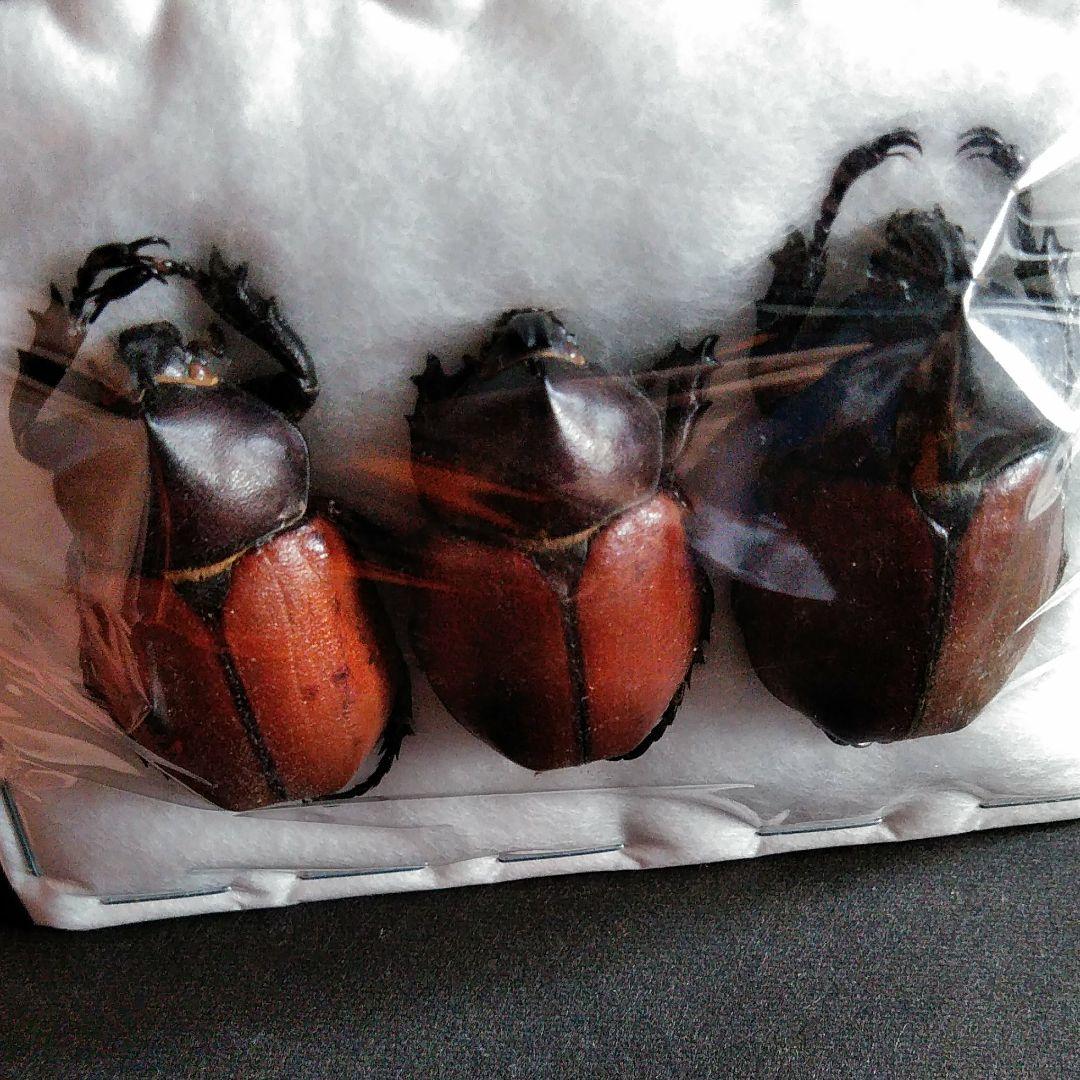 昆虫　標本　カブトムシ　３個体　南米ペルー