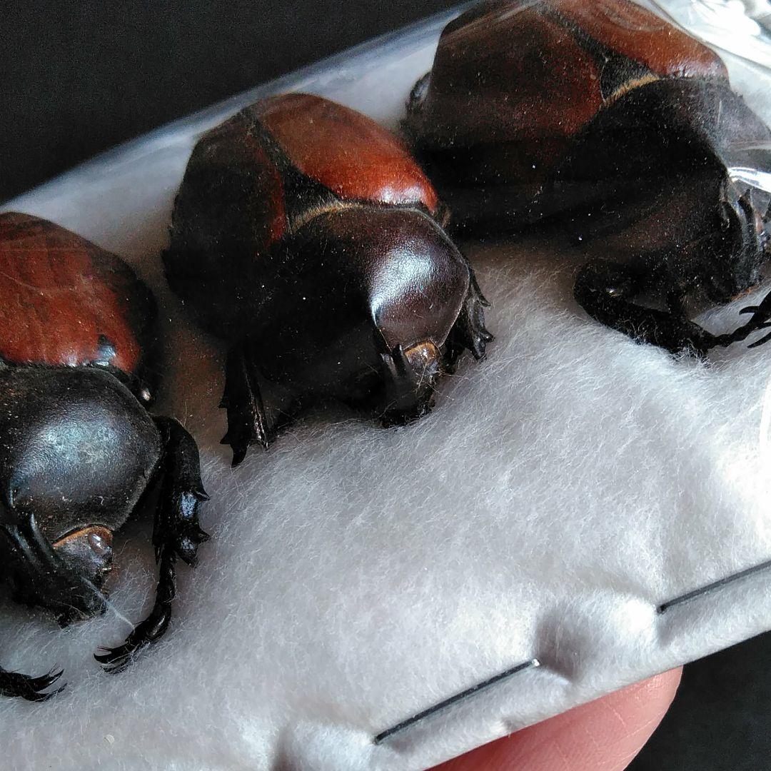 昆虫　標本　カブトムシ　３個体　南米ペルー
