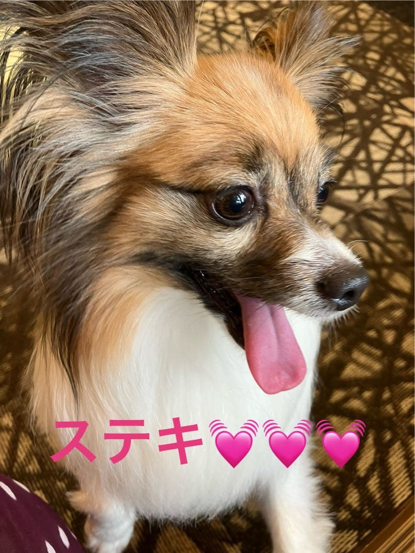 ＊夢一minさま専用＊