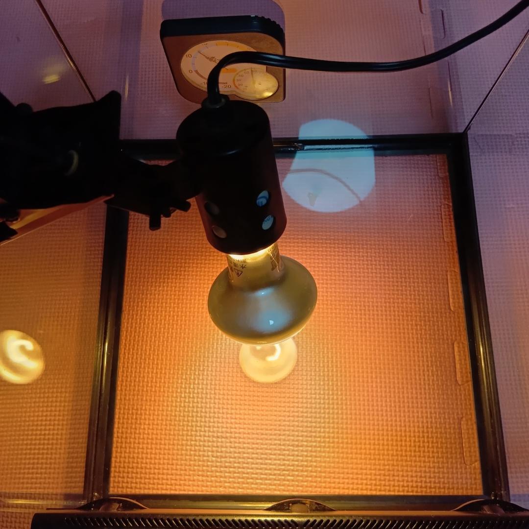 エキゾテラ　グラステラリウム3030　GEX