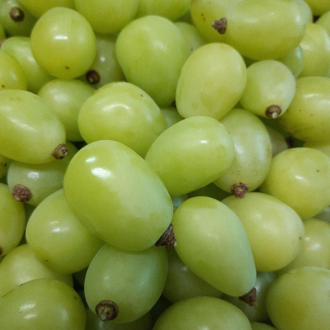 シャインマスカット増量の、徳用17キロ入りの粒21バック入りになります。