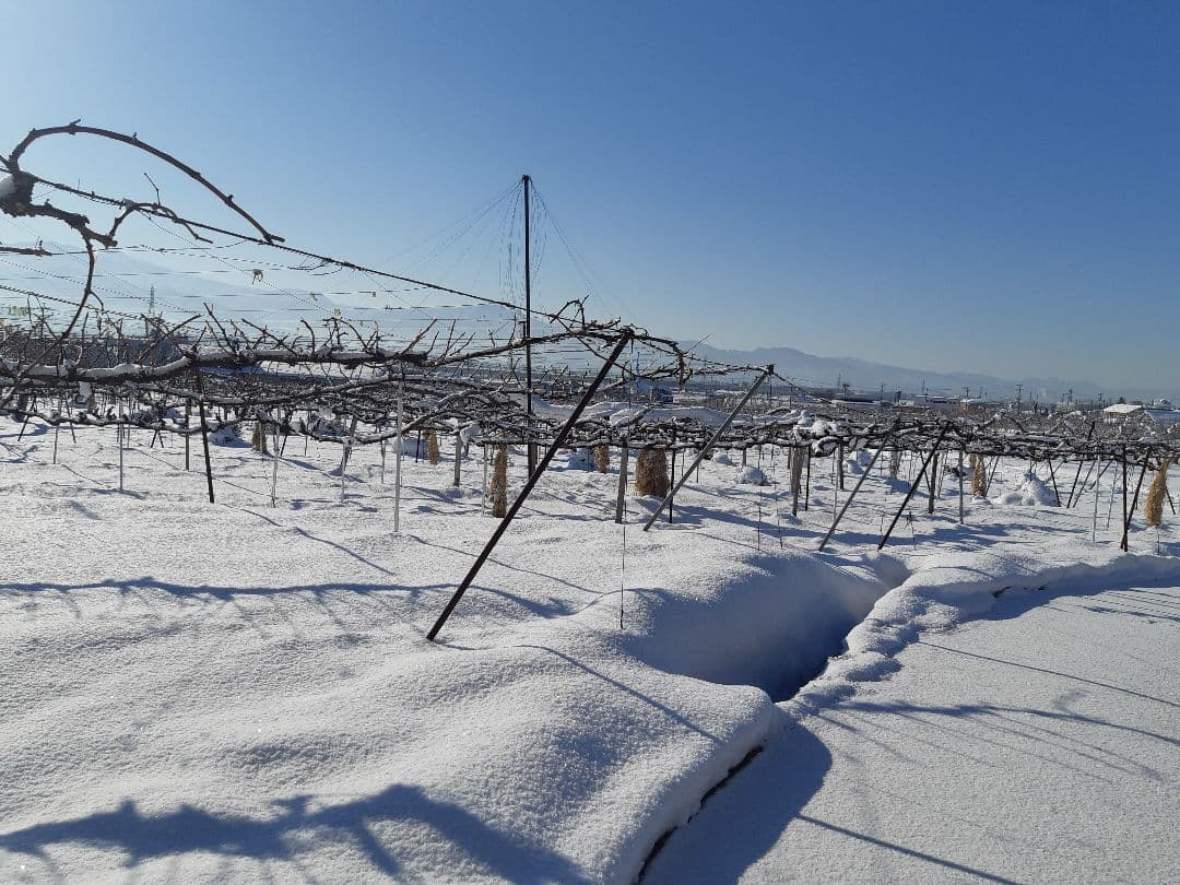 シャインマスカット増量の、徳用17キロ入りの粒21バック入りになります。