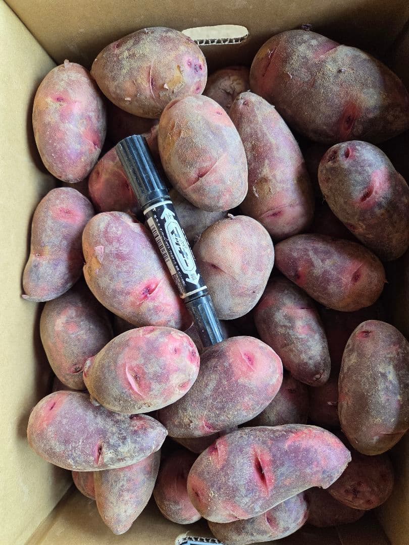 湯どうふ！長崎県産デストロイヤーじゃがいも、俵マゼラン各10㎏　計20㎏