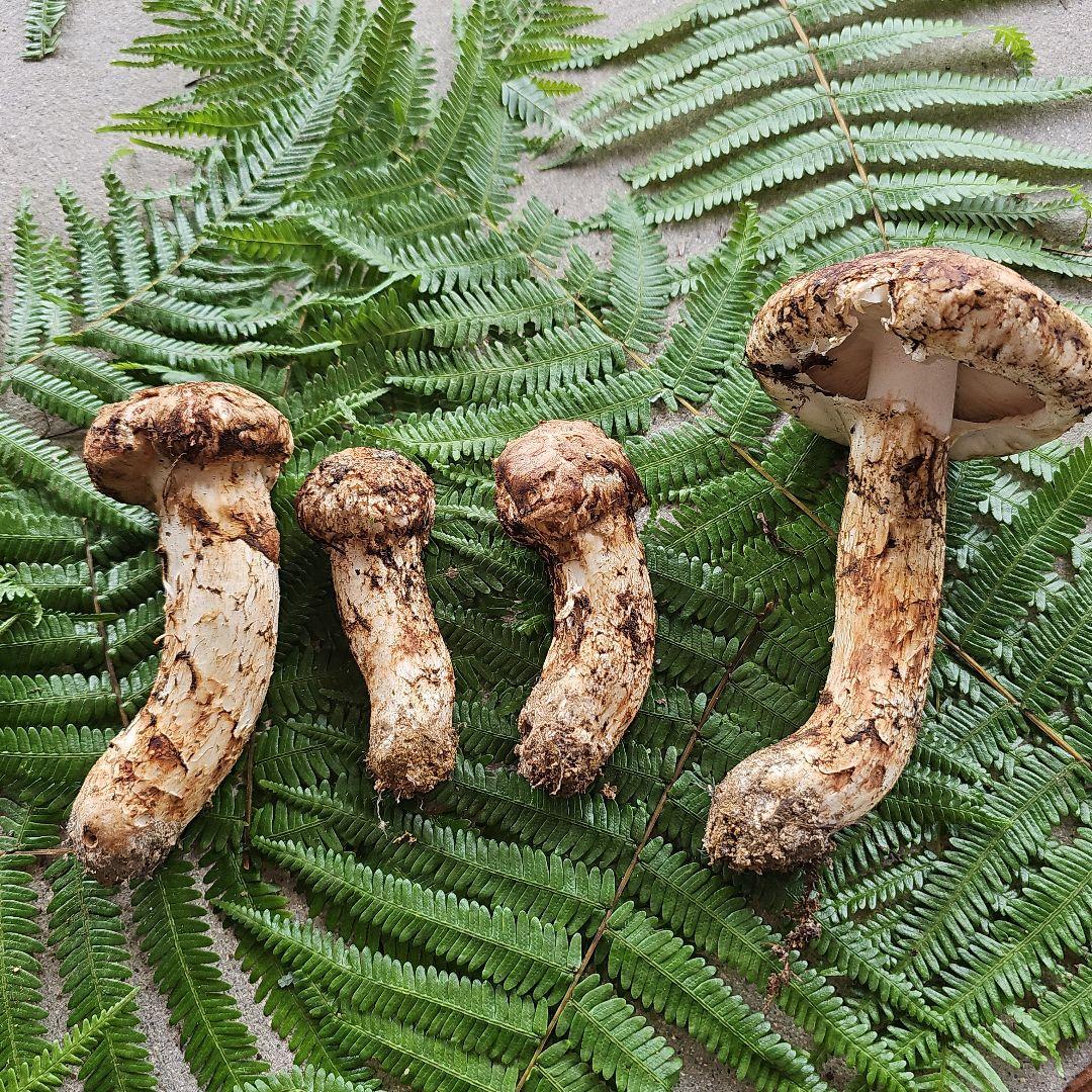 広島県産 松茸 217g