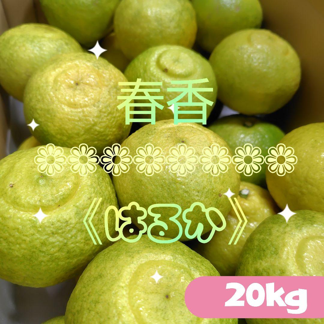 【ꕤ418】はるか『ご家庭用』熊本みかん（20kg）