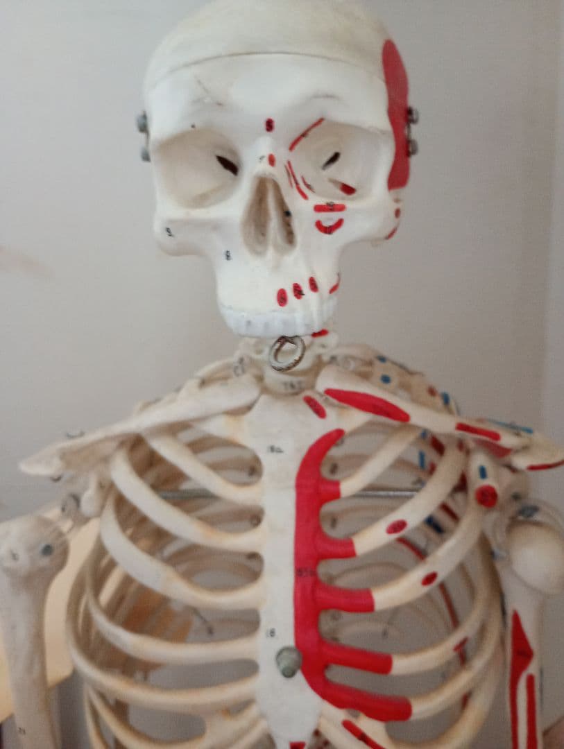 うきうきうっき ショーティ 1/2縮尺人体骨格モデル