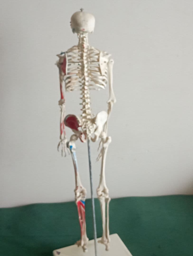 うきうきうっき ショーティ 1/2縮尺人体骨格モデル