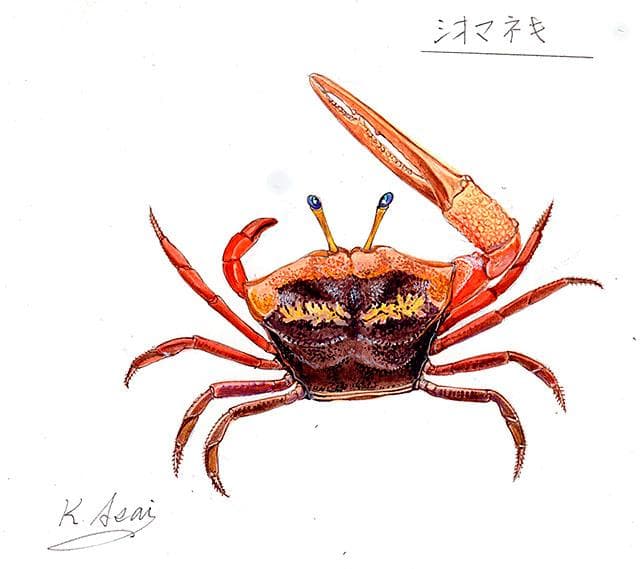 生物細密画（水彩）「シオマネキ」