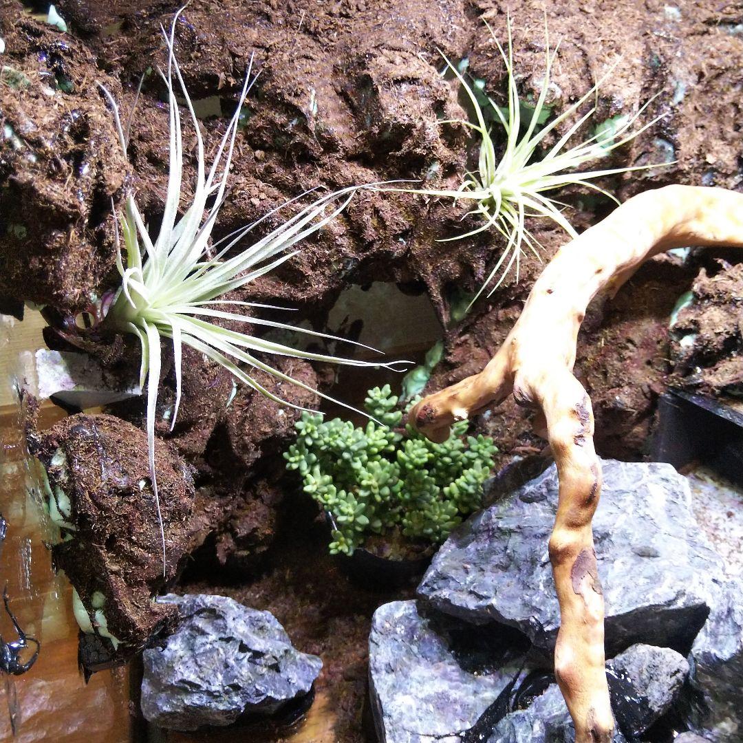 【受注生産】爬虫類飼育ケージ