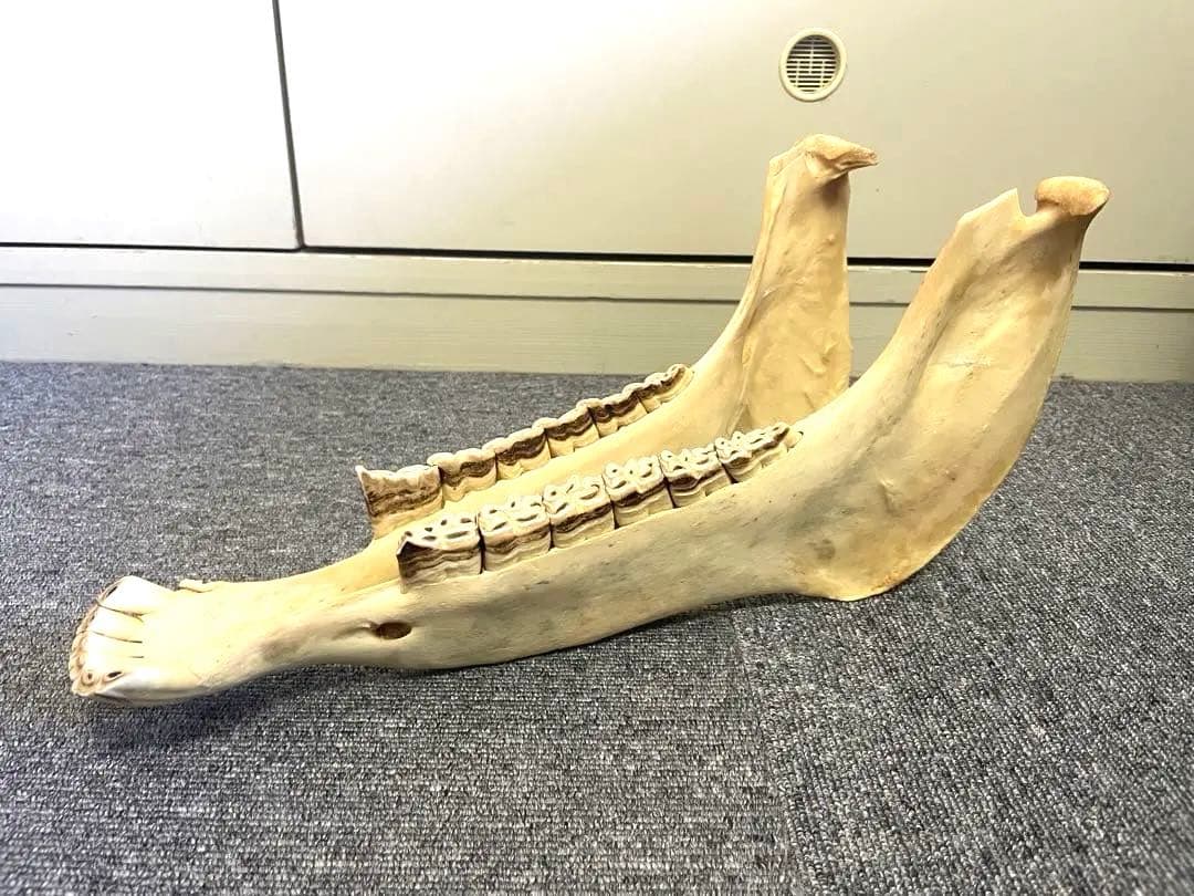 【値下げ】【新品】キハーダ　ロバの下顎の楽器