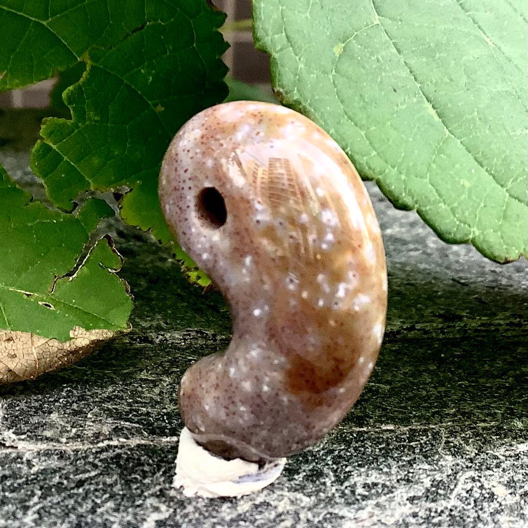 ✳摩訶不思議な色彩　花仙山出雲型勾玉　ピカピカ極上研磨　⭕️鑑定鑑別書付の本物です