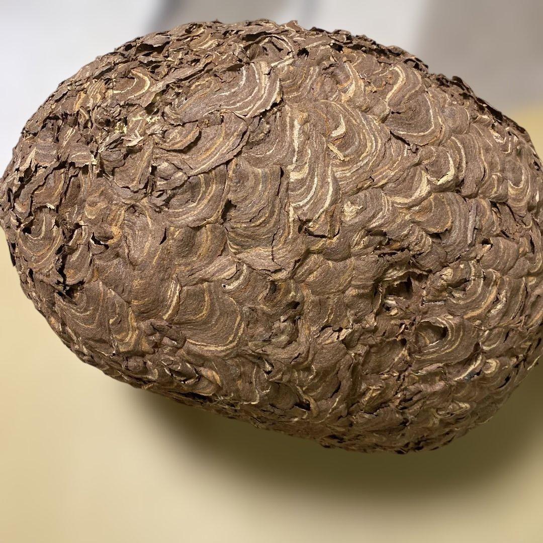 雀蜂の巣 スズメバチ ガラスケース　ハチの巣 オルゴール付きの木箱