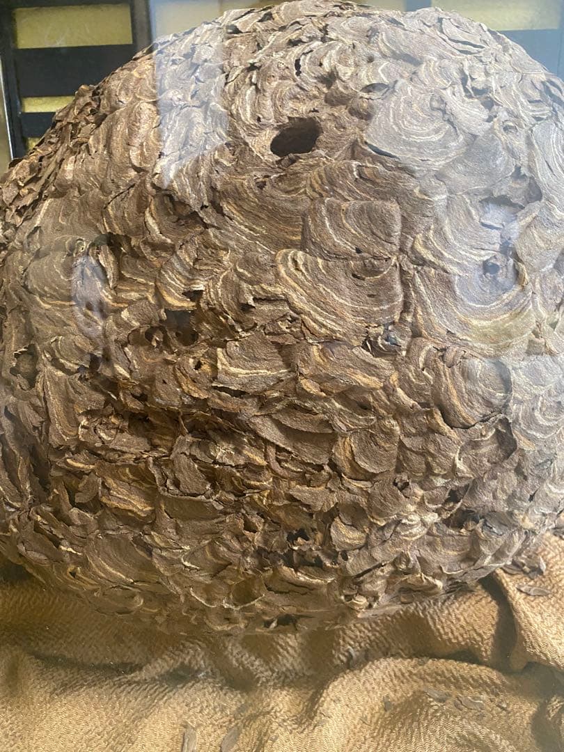 雀蜂の巣 スズメバチ ガラスケース　ハチの巣 オルゴール付きの木箱