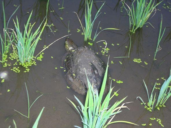 R７★ひろしまの米★ヒノヒカリ20kg（精米後18kg）