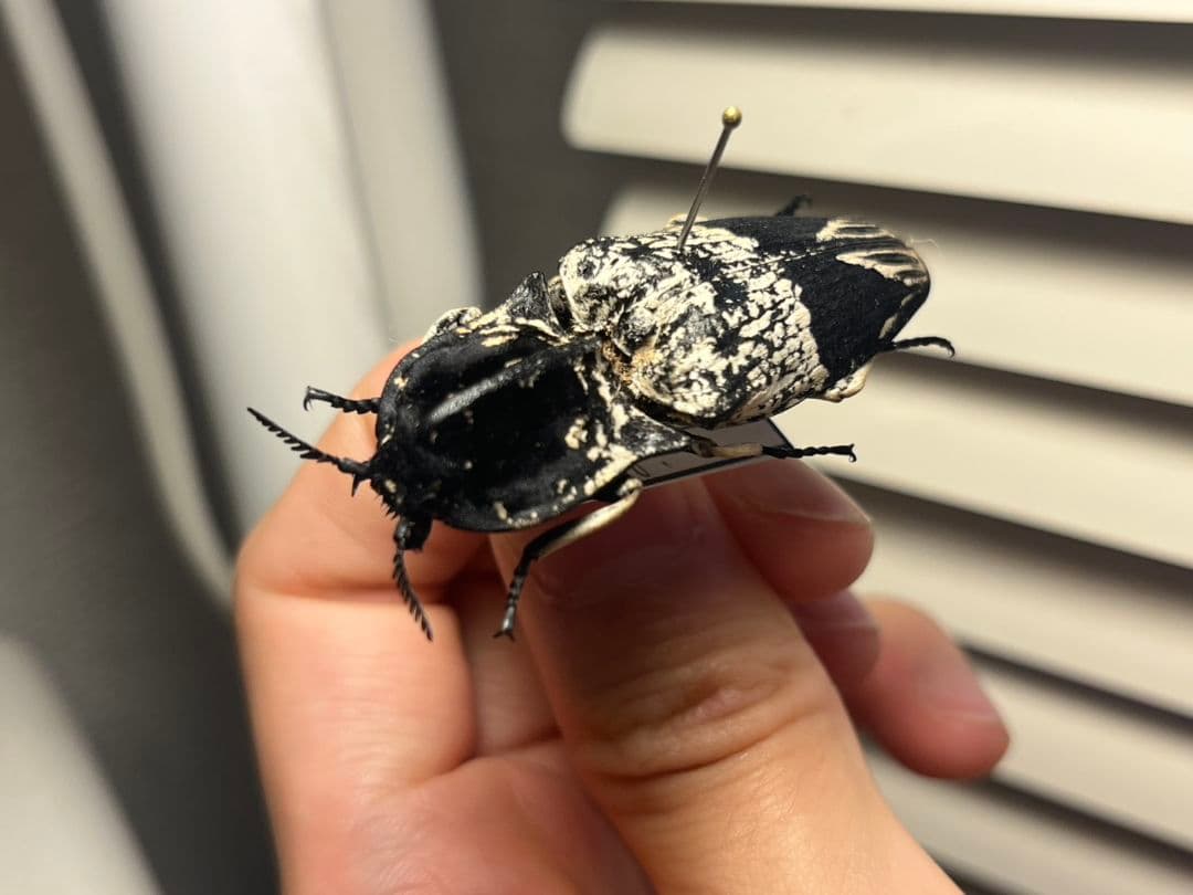 【特大極美】Lycus sp.コメツキムシ 52mmコガネムシゾウムシ昆虫標本