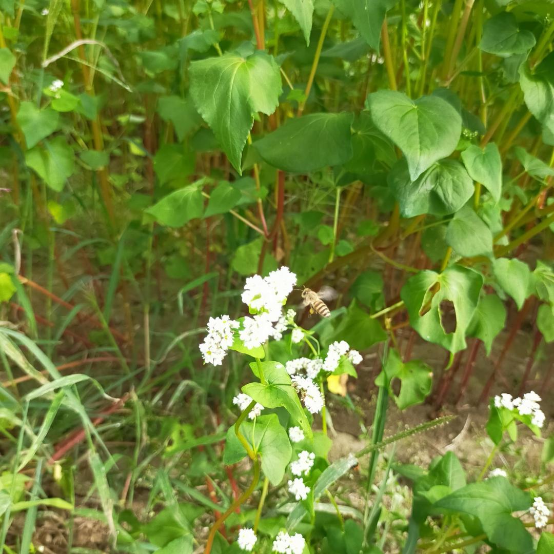 限定2セット【群違い】ニホンミツバチの国産百花蜜 1kg×2本　非加熱無添加