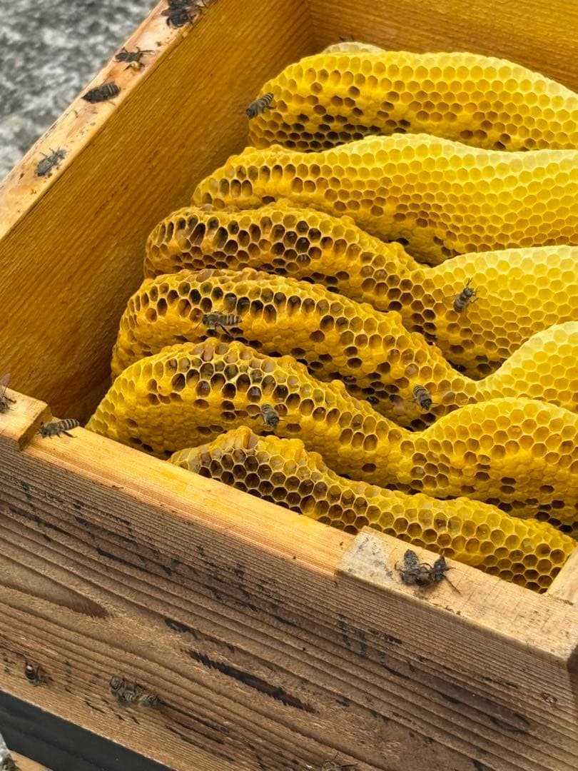 もっけ　1050g 2個