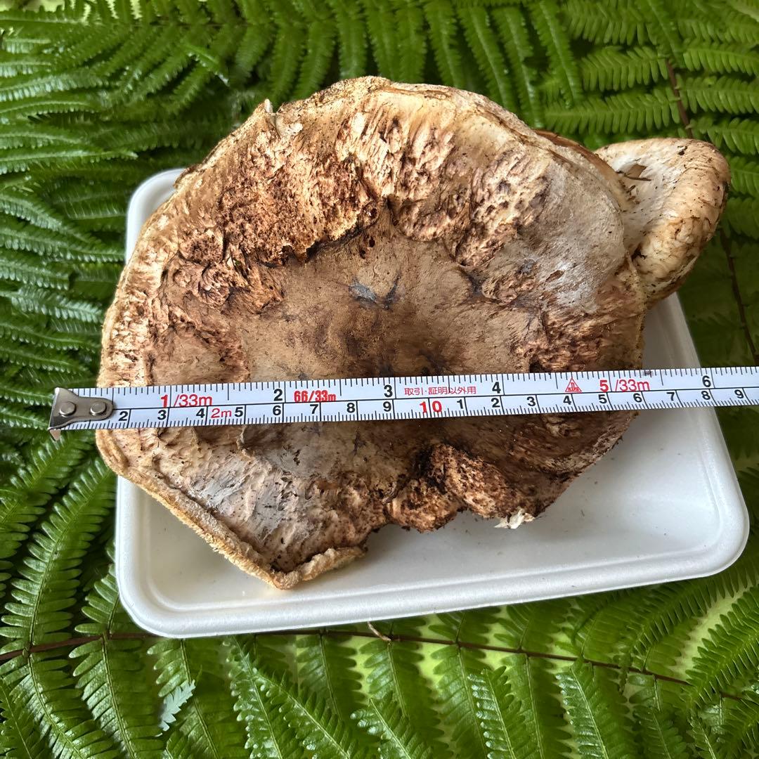 広島県産 松茸2本（319g）②訳ありです