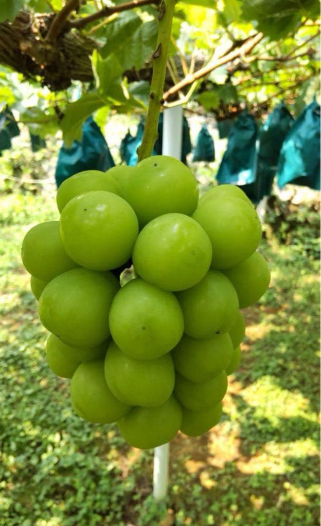 シャインマスカット２キロ除草剤不使用　岡山農家直送　朝採り