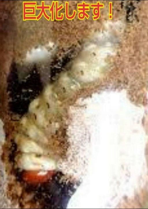 極上！黒アワビタケ菌糸瓶【8本】初令、2令に最適なサイズ！ニジイロクワガタに！