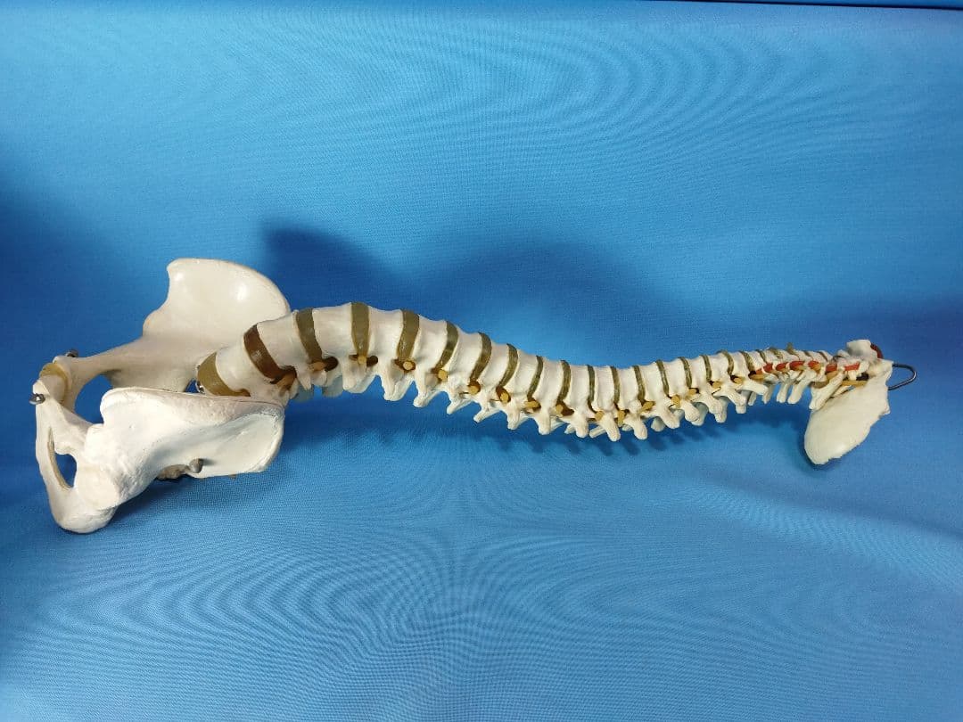 脊椎模型 約70cm 骨格標本　人体模型　カイロ　整体　整骨院　鍼灸