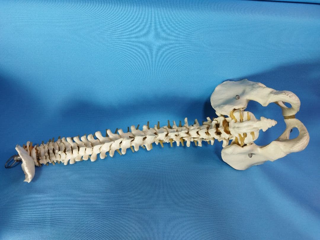 脊椎模型 約70cm 骨格標本　人体模型　カイロ　整体　整骨院　鍼灸