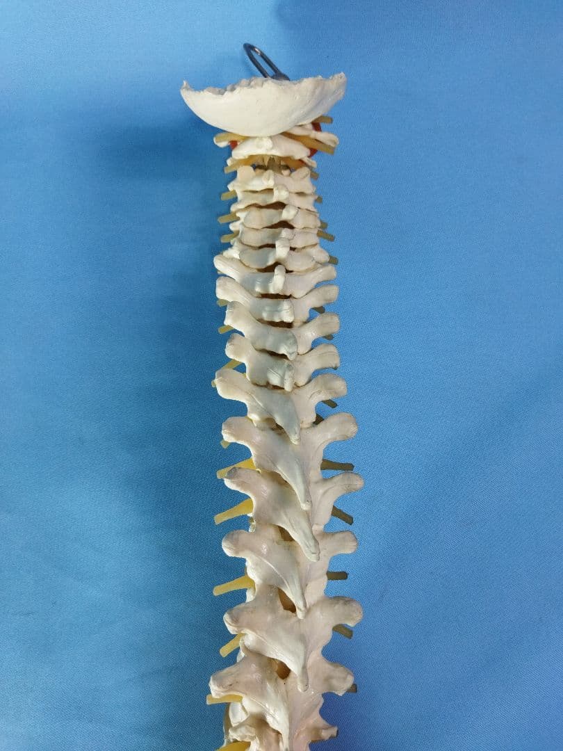 脊椎模型 約70cm 骨格標本　人体模型　カイロ　整体　整骨院　鍼灸