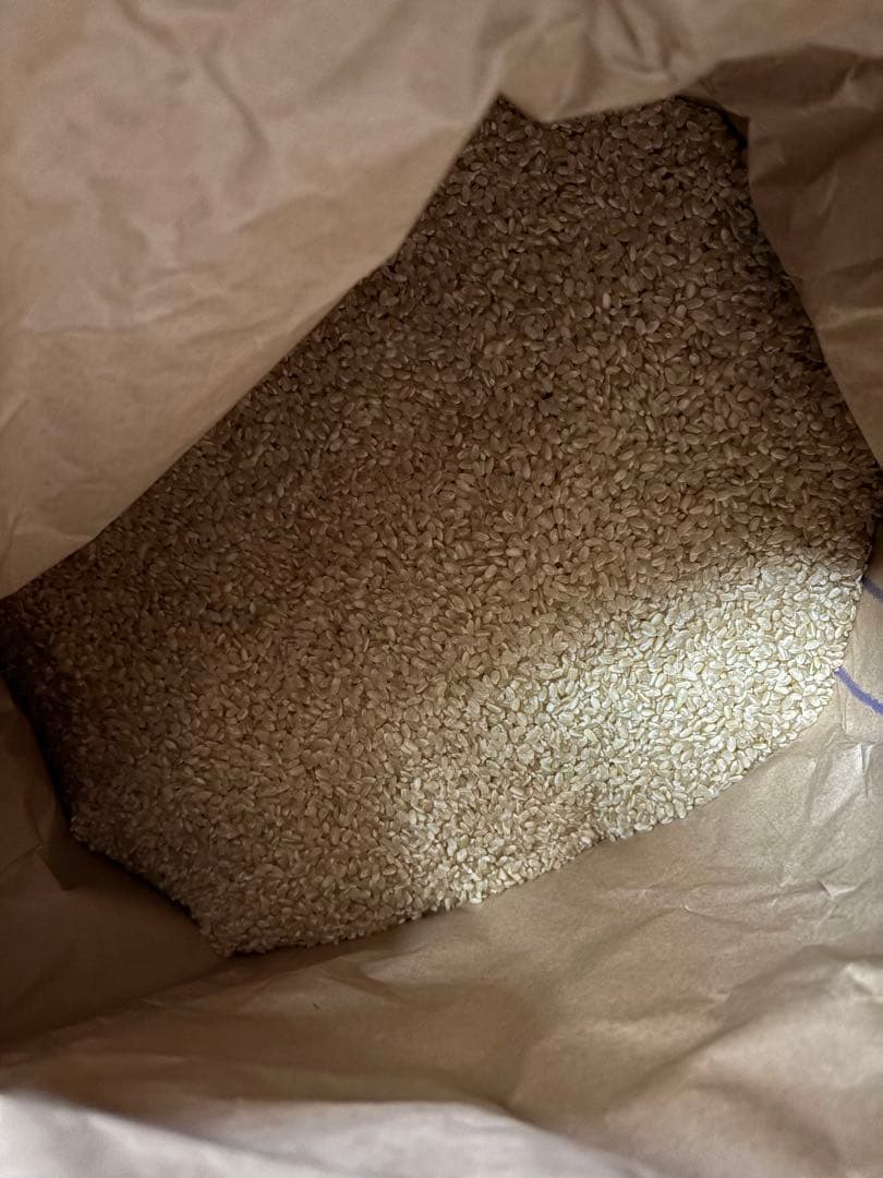 令和6年度　福井県若狭湾産　コシヒカリ玄米30kg